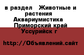  в раздел : Животные и растения » Аквариумистика . Приморский край,Уссурийск г.